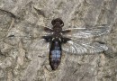 Libellula depressa female ©  S. Beshkov